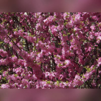 Миндаль махровый