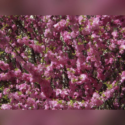 Миндаль махровый