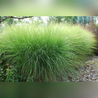 Мискантус китайский Грацилимус (Gracilimus)