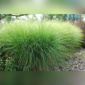 Мискантус китайский Грацилимус (Gracilimus)