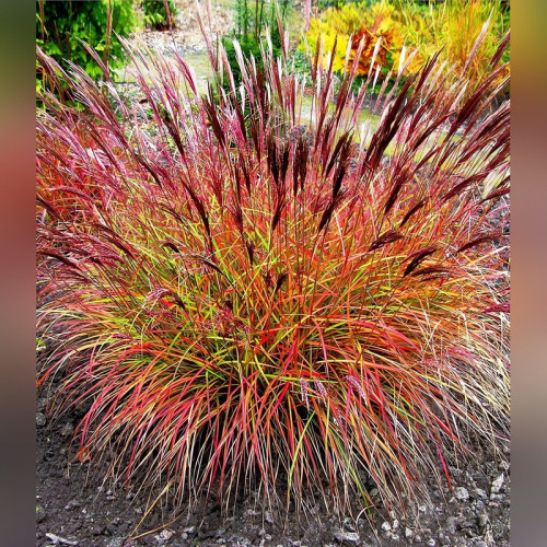 Мискантус китайский Ред Чиф (Red Chief)