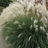 Мискантус китайский