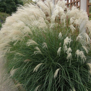 Мискантус китайский