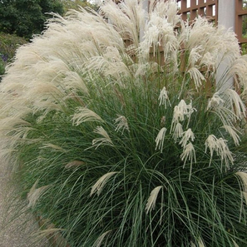 Мискантус китайский