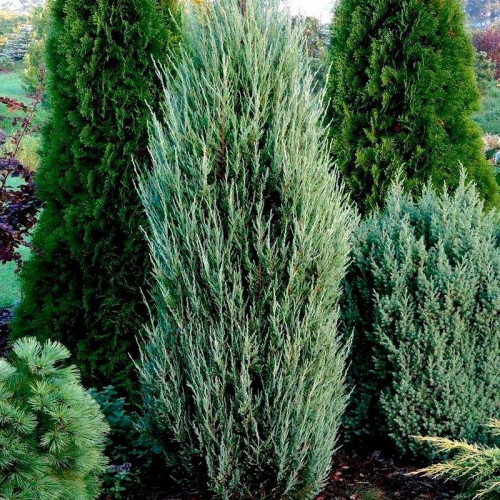 Можжевельник «Блю Айвори»