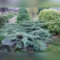 Можжевельник «Блю Карпет»