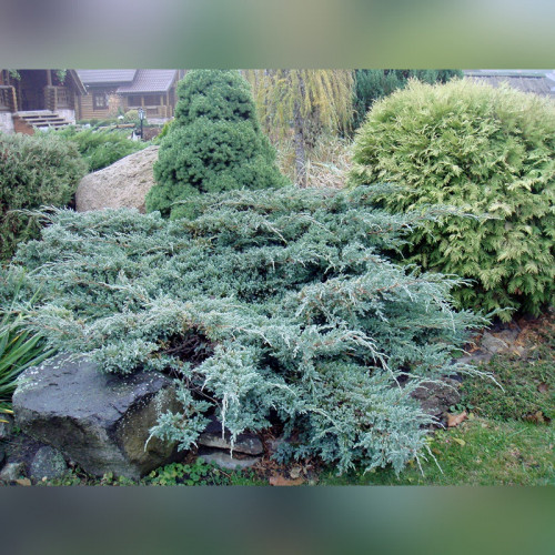 Можжевельник «Блю Карпет»