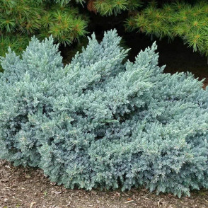 Можжевельник «Блю Компакт»