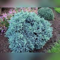 Можжевельник «Блю Стар»