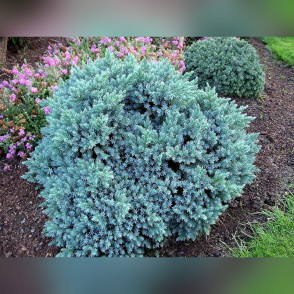 Можжевельник «Блю Стар»