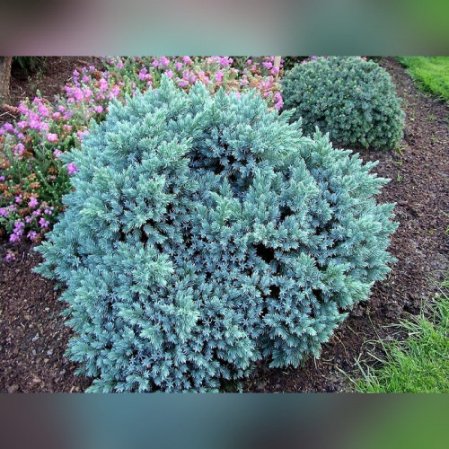 Можжевельник «Блю Стар»