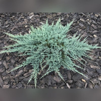 Можжевельник «Блю Чип»