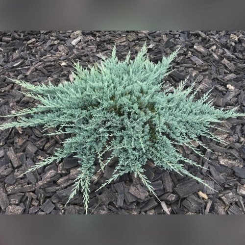 Можжевельник «Блю Чип»