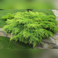 Можжевельник «Минт Джулеп»