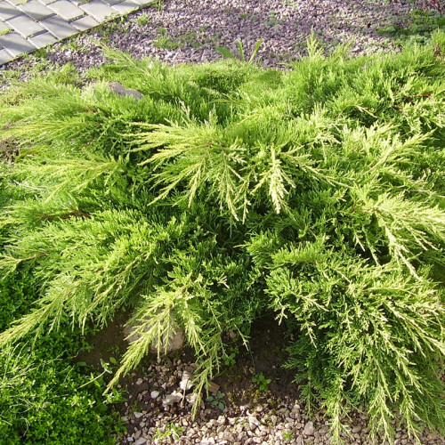 Можжевельник «Олд Голд»