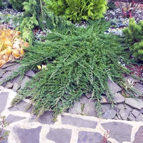 Можжевельник «Принц Уэльский»