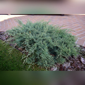 Можжевельник «Пфицеринана Глаука»