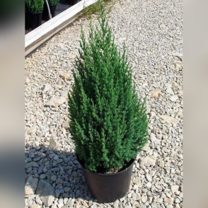 Можжевельник «Стрикта»