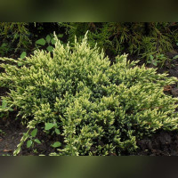 Можжевельник «Холгер»