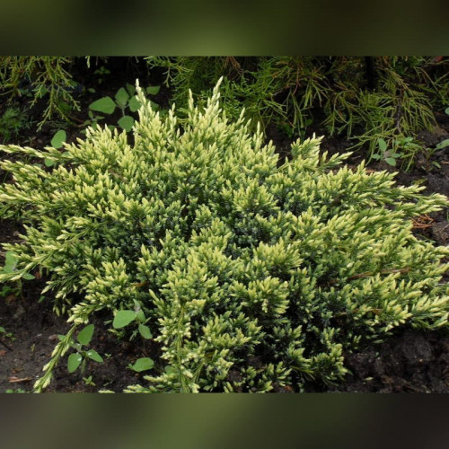 Можжевельник «Холгер»