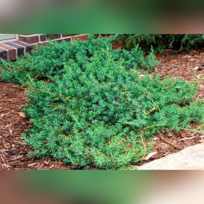 Можжевельник Прибрежный Блю Пасифик