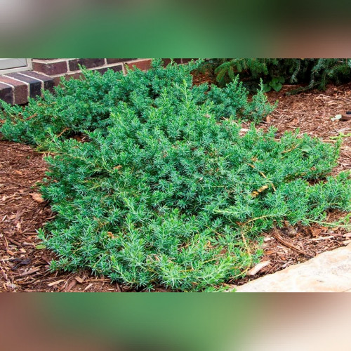 Можжевельник Прибрежный Блю Пасифик