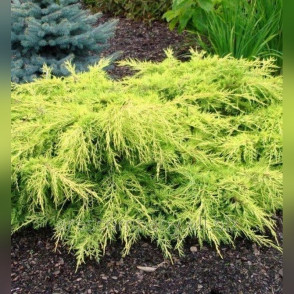 Можжевельник Птицифириана Аурея