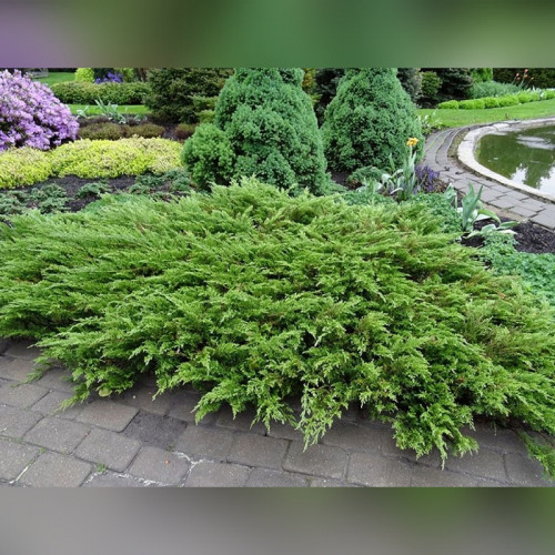 Можжевельник Рокери Джем