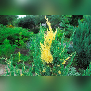 Можжевельник Стрикта Вариегата