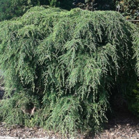 Можжевельник виргинский «Пендула»