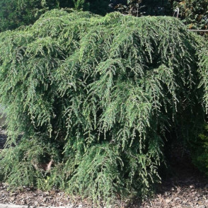 Можжевельник виргинский «Пендула»