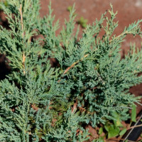 Можжевельник виргинский «Хетц»