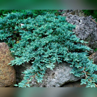 Можжевельник горизонтальный Айс Блю (Ice Blue)