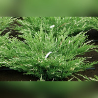 Можжевельник горизонтальный Вариегата