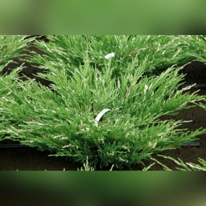 Можжевельник горизонтальный Вариегата