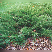 Можжевельник казацкий «Мас» (sabina Mas)