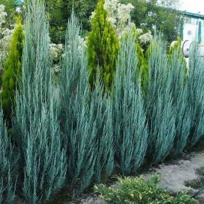 Можжевельник скальный «Блю Эрроу»