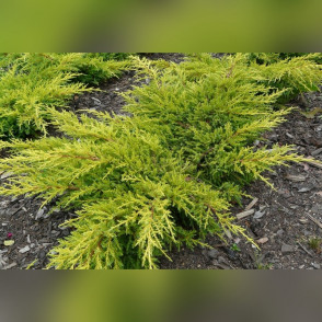 Можжевельник средний Голдкиссен