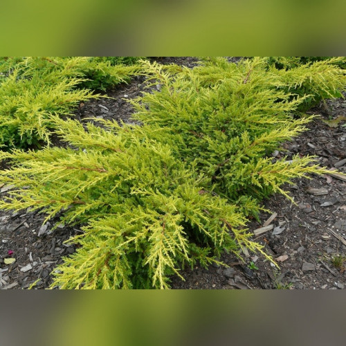 Можжевельник средний Голдкиссен