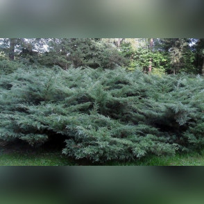 Можжевельник средний Пфитцериана Глаука