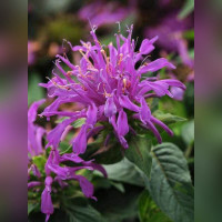 Монарда в ассортименте