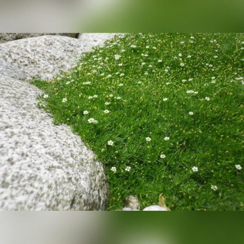 Мшанка шиловидная