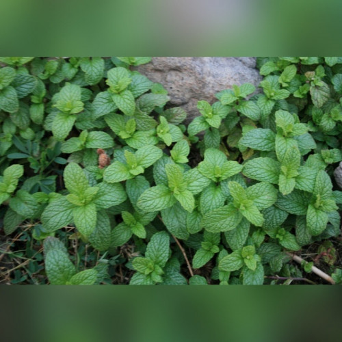 Мята в ассортименте