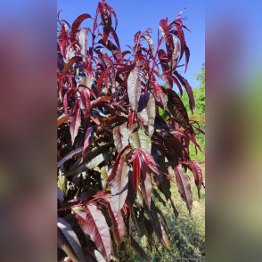 Нектарин Краснолистный