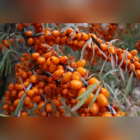 Облепиха Ботаническая