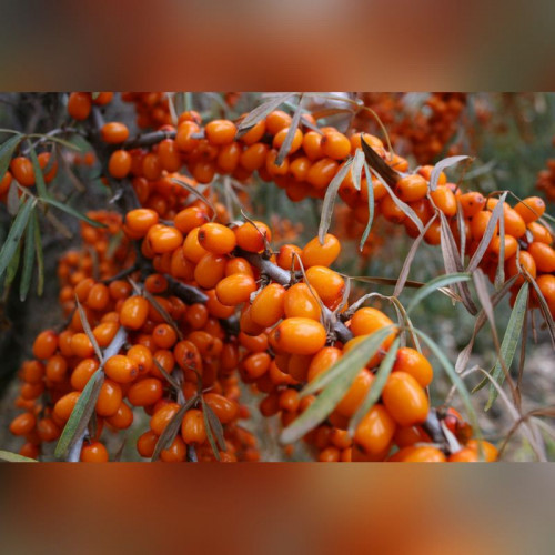 Облепиха Ботаническая