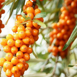 Облепиха Воробьевская