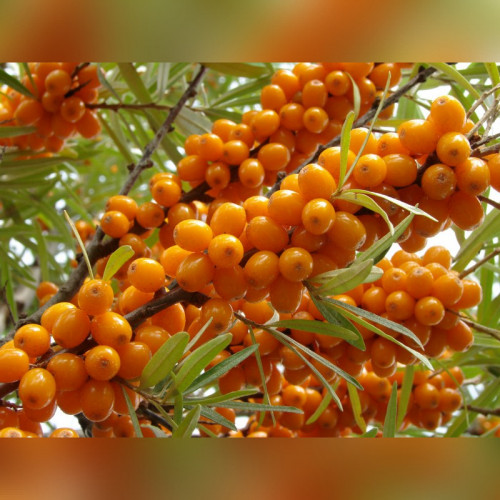 Облепиха Дар МГУ