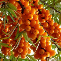 Облепиха Желтоплодная