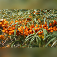 Облепиха обыкновенная